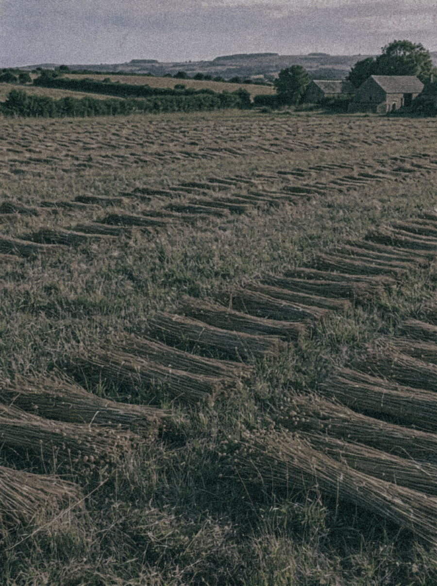 O campo e o orvalho